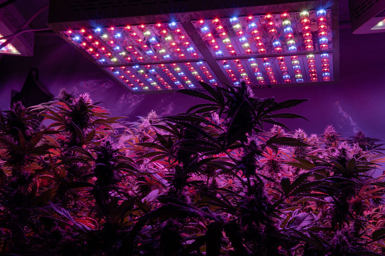 Torpe recibo centavo Focos LED de 600w a 650w para cultivo ☑️ - LEDs Cultivo Interior